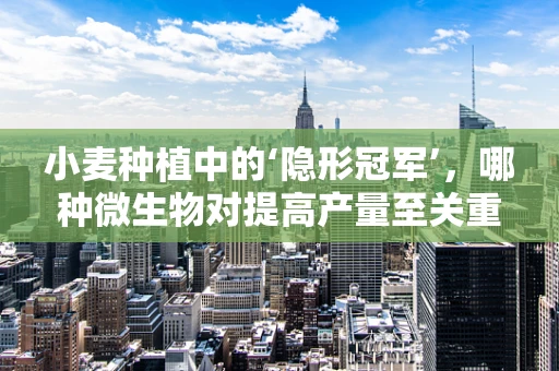 小麦种植中的‘隐形冠军’，哪种微生物对提高产量至关重要？