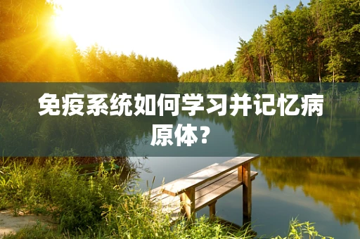 免疫系统如何学习并记忆病原体？