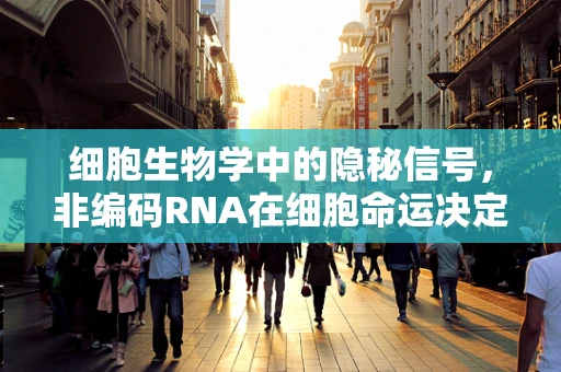 细胞生物学中的隐秘信号，非编码RNA在细胞命运决定中的角色之谜